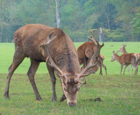 Red Deer stag during rutting