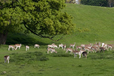 Fallow deer